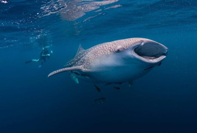 Oslob Whaleshark & Kawasan Falls Tour - Frequently Asked Questions