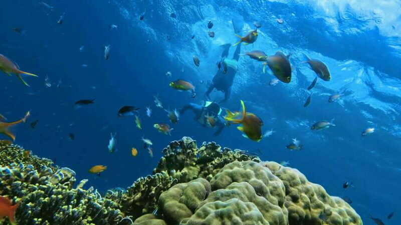 Oslob: Whaleshark Swimming, Inambakan Falls & Moalboal Tour - Key Points