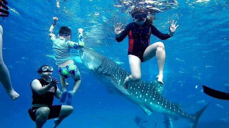 Oslob: Whaleshark Swimming, Inambakan Falls & Moalboal Tour - An Overview of the Tour