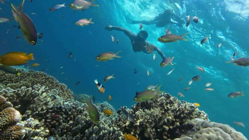 Oslob: Whaleshark Swimming, Inambakan Falls & Moalboal Tour - Who Will Love This Tour?
