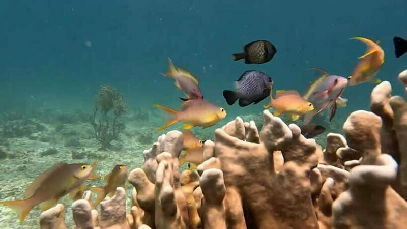 Oslob: Whaleshark Swimming, Inambakan Falls & Moalboal Tour - FAQ
