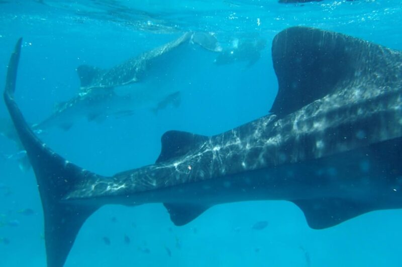 Oslob: Whaleshark Swimming, Sumilon Island & Simala Visit - Visiting Simala Shrine