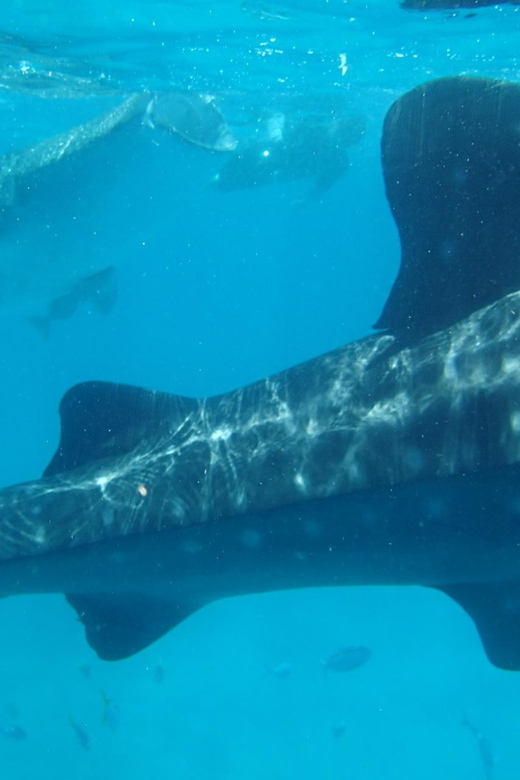 Oslob: Whaleshark Swimming, Sumilon Island & Simala Visit - Key Stops on the Tour