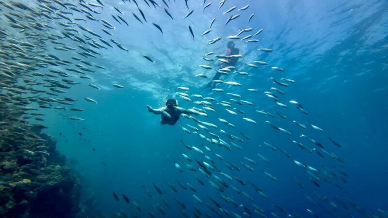 Oslob Whaleshark Watching & Inambakan Falls & Sardines Run - Languages and Pickup/Drop-off