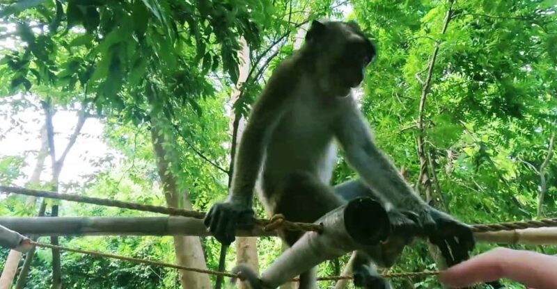 Oslob: Whaleshark Watching, Sumilon Island & Monkey Viewing - Pickup and Drop-off Locations