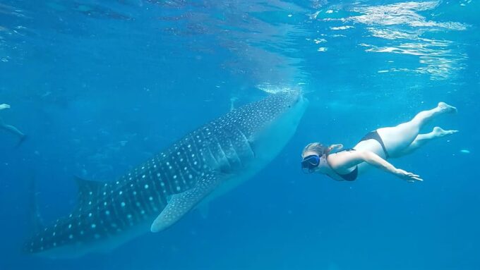 Oslob: Whaleshark Watching, Tumalog Falls & Sumilon Island - Frequently Asked Questions