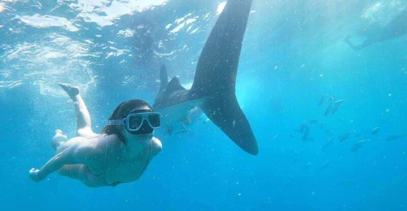 Oslob : Whaleshark Watching, Tumalog Falls & Sumilon Island - Activity Overview
