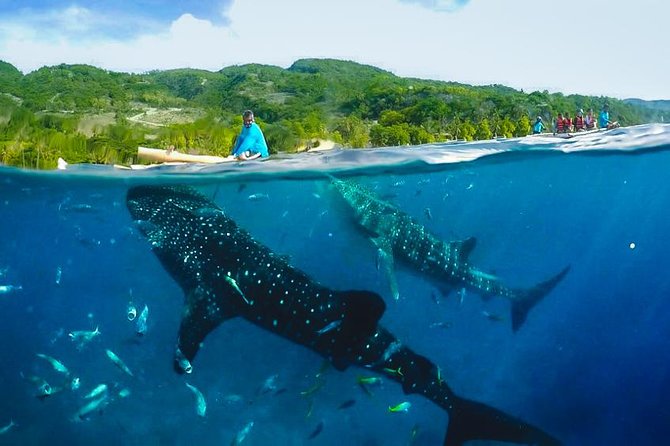 Oslob Whaleshark With Sumilon Island - Sumilon Island Visit