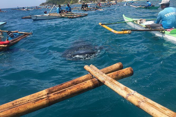 Oslob Whalesharks & Aguinid Falls W/ Sumilon Sandbar (3in1) - Activities