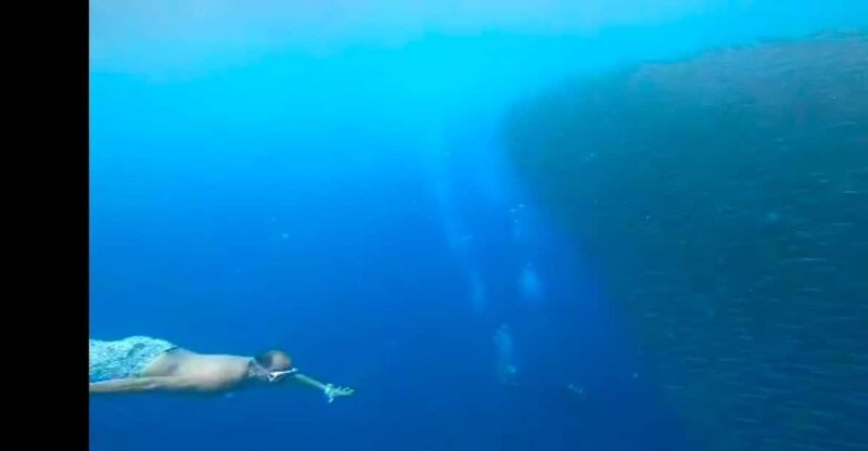 Oslob Whalewatching, Moalboal Snorkeling,Mantayupan Falls - Key Points