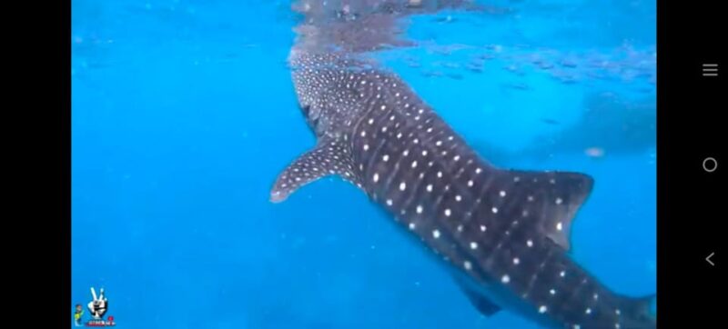 Oslob Whalewatching, Moalboal Snorkeling,Mantayupan Falls - Pricing and Booking Information