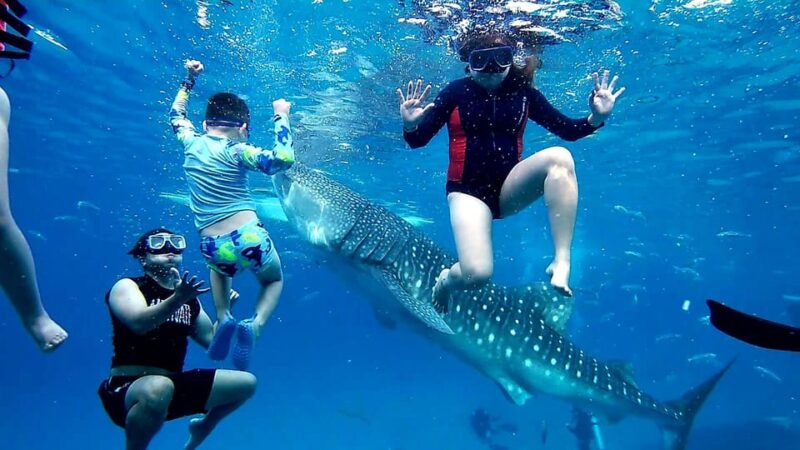 Oslob:Whaleshark Swimming , Inambakan Falls & Moalboal Tour - Key Points