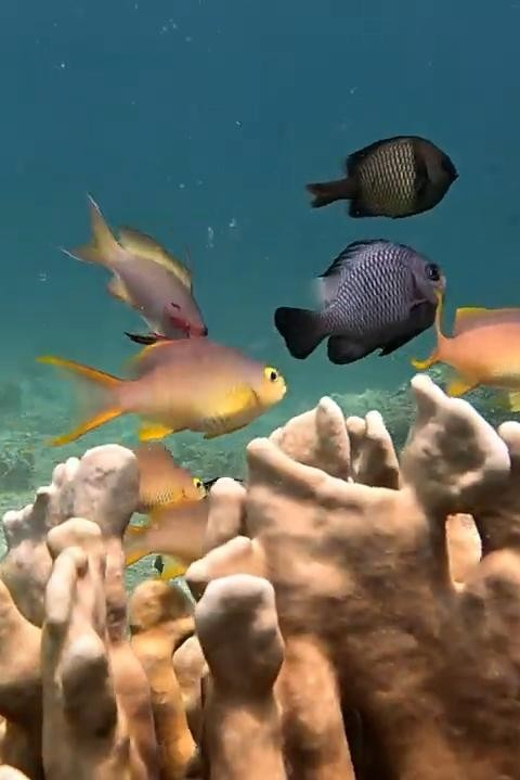 Oslob:Whaleshark Swimming , Inambakan Falls & Moalboal Tour - Itinerary and Locations