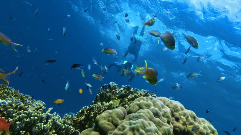 Oslob:Whaleshark Swimming , Inambakan Falls & Moalboal Tour - Itinerary Details