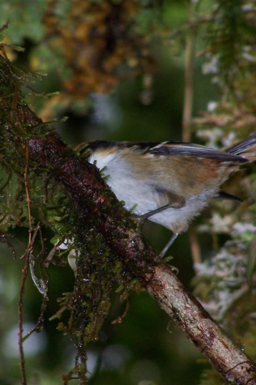 Osorno: Trekking Desolation Pass in Vicente Pérez Rosales - Participant Information
