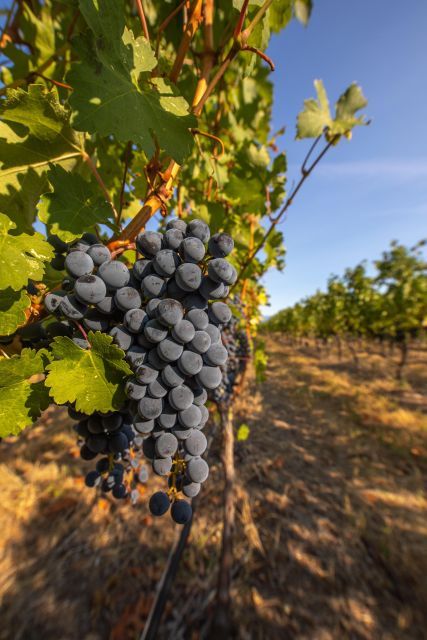 Osoyoos: Osoyoos Full Day Guided Wine Tour - Inclusions and Exclusions
