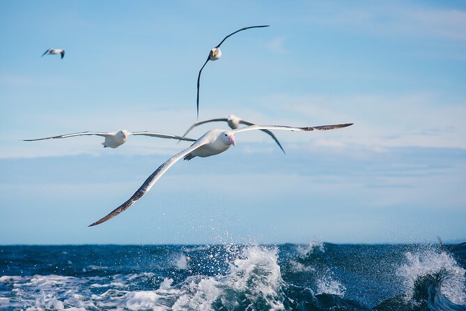 Otago Harbour Wildlife Cruise (Dunedin Shore Excursion) - Cruise Inclusions