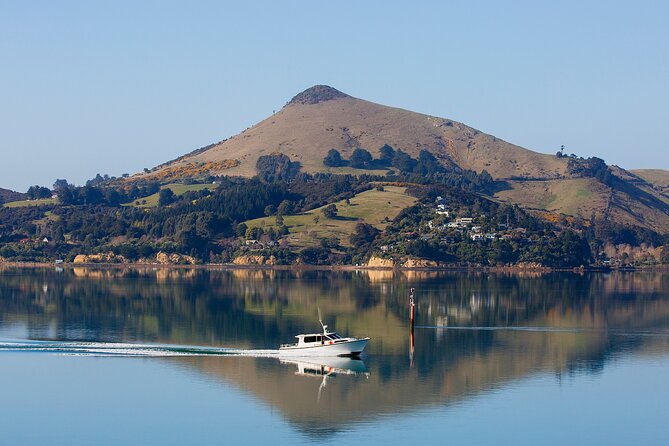 Otago Harbour Wildlife Cruise (Dunedin Shore Excursion) - Accessibility and Participation