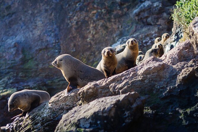 Otago Harbour Wildlife Cruise (Dunedin Shore Excursion) - Guest Experiences and Feedback