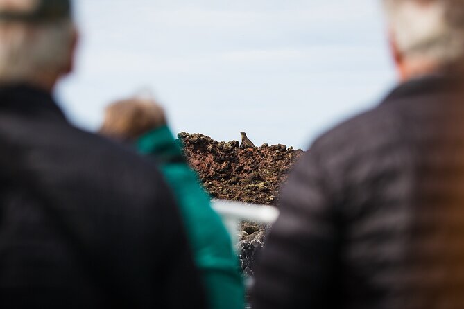 Otago Harbour Wildlife Cruise (Dunedin Shore Excursion) - Wildlife Sightings and Highlights