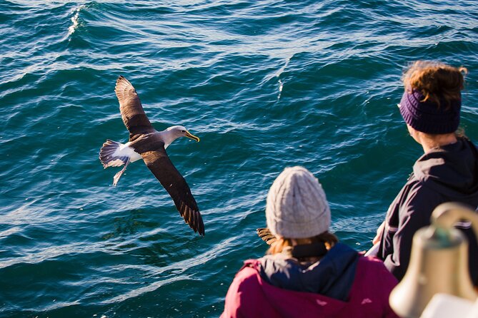 Otago Harbour Wildlife Cruise (Dunedin Shore Excursion) - Educational Opportunities