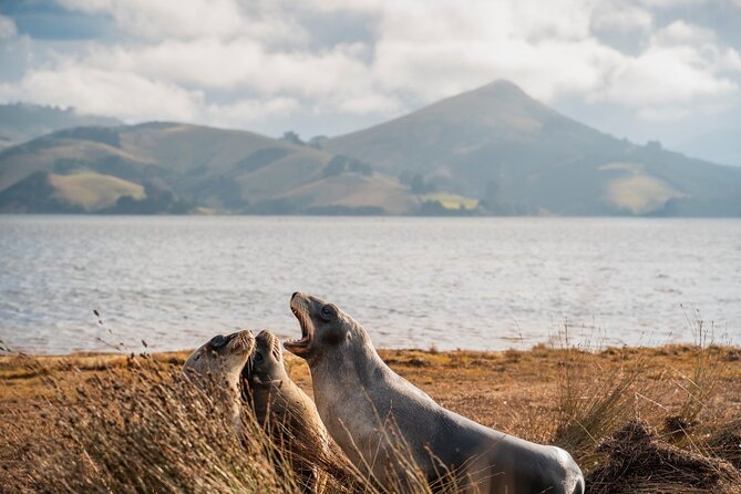 Otago Peninsula In-Depth Tour & Blue Penguins Pukekura Experience - Wildlife Viewing