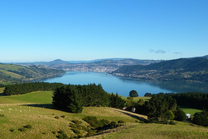 Otago Peninsula Scenery and Dunedin City Highlights Tour - Itinerary and Activities