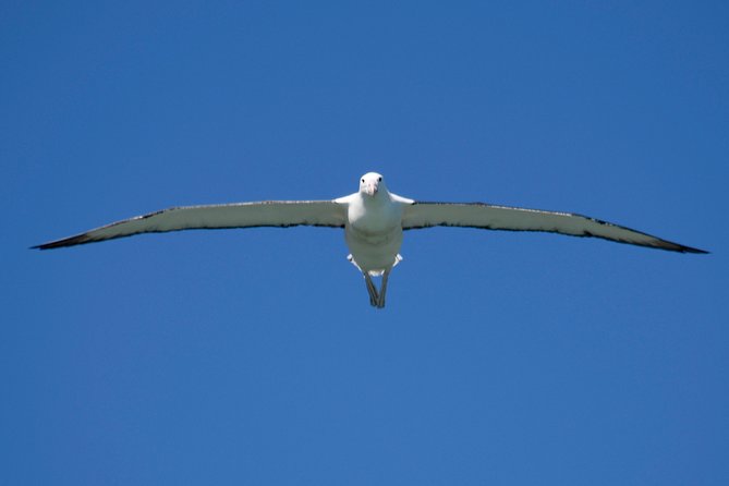 Otago Peninsula Scenery and Dunedin City Highlights Tour - Wildlife and Scenic Views