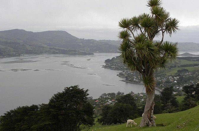 Otago Peninsula Tour and Larnach Castle City Sights (min 4 ) - Key Points