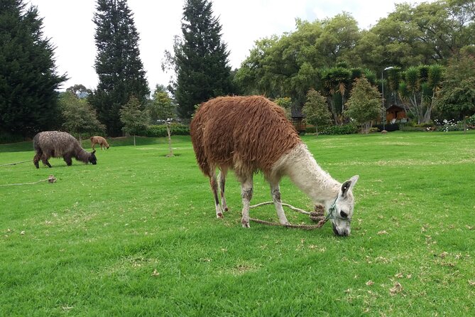 Otavalo Market Tour, Cayambe, Quitsato, Peguche, Cotacachi - Tour Overview