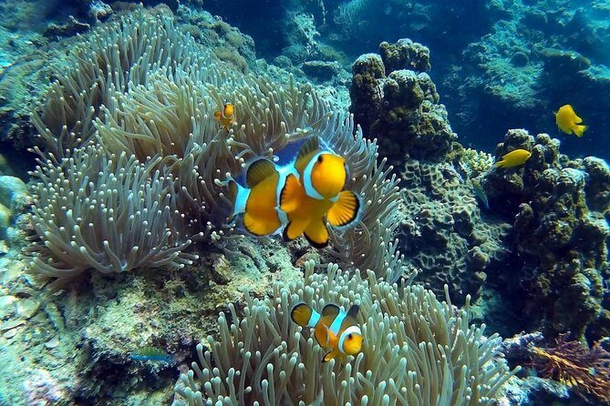 Other side of heaven Eco friendly snorkeling adventure - Final Thoughts: Who Will Appreciate This Tour?