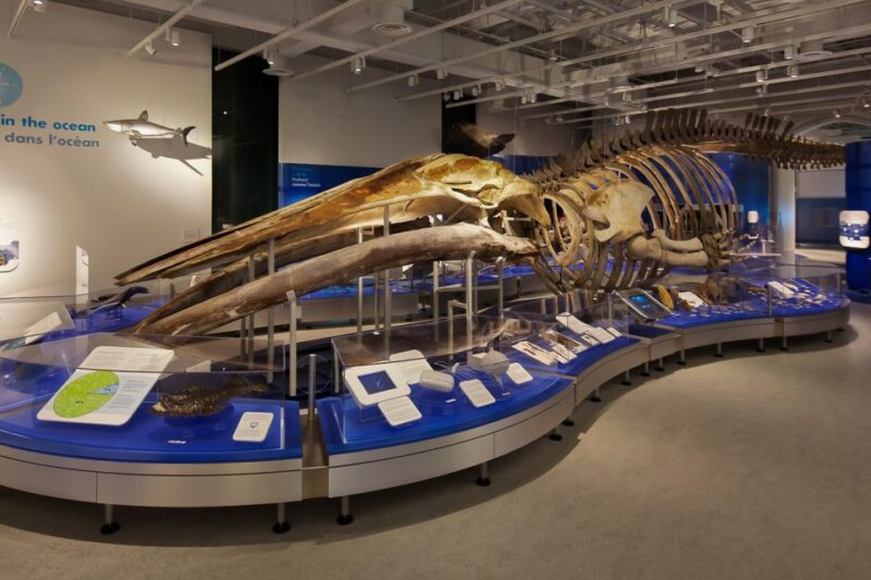 Ottawa: Canadian Museum of Nature Admission - Special Exhibit: Bug Adventure