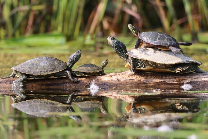 Ottawa Ecological Reserve Kayak Tour with TURTLE Sightings - The Wildlife You Might Encounter