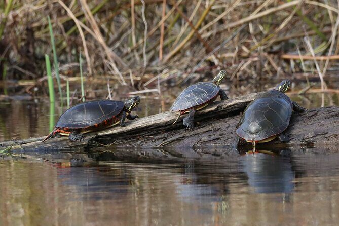 Ottawa Ecological Reserve Kayak Tour with TURTLE Sightings - The Sum Up