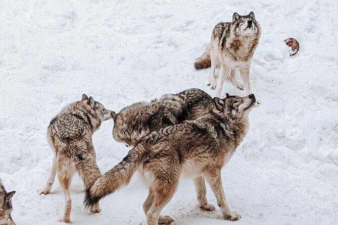 Ottawa Parc Omega Private Tour with Hotel Transfer - FAQs