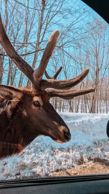 Ottawa: Private Wildlife Adventure Safari in Parc Omega - What to Expect on Your Wildlife Safari