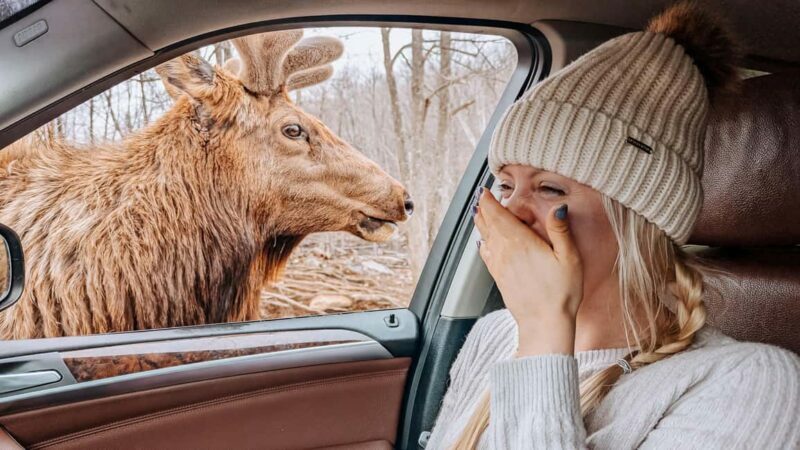 Ottawa: Private Wildlife Adventure Safari in Parc Omega - Who Should Consider This Tour?