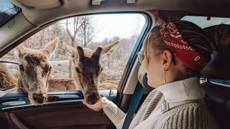 Ottawa: Private Wildlife Adventure Safari in Parc Omega - The Bottom Line