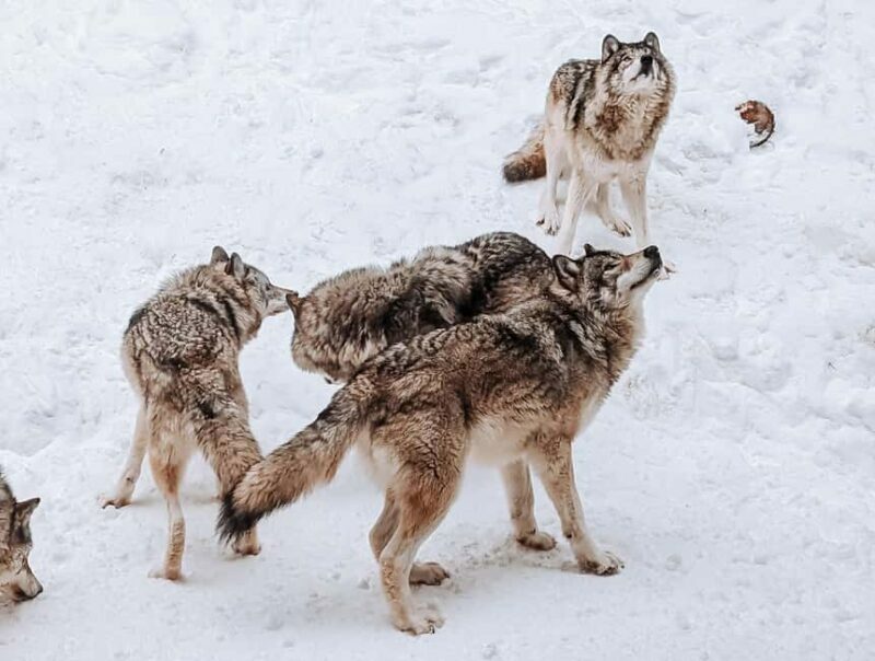 Ottawa: Private Wildlife Adventure Safari in Parc Omega - FAQ: Your Questions Answered