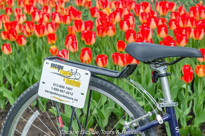Ottawa Spring Tulip Festival Bike Tour - The Bottom Line