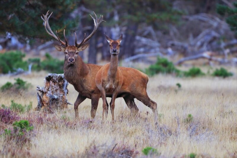 Otterlo: De Hoge Veluwe National Park Entry Ticket - Ticket Information