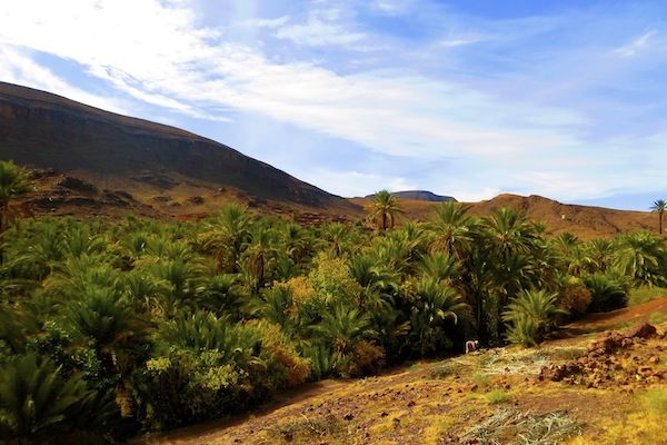 Ouarzazate: Private Full-Day Tour and Oasis Fint - Exploring Taourirt Kasbah