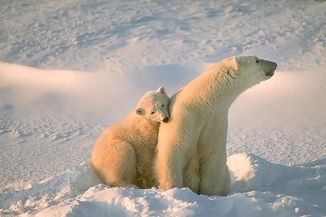 Ounasvaara and Ranua Zoo - Key Points