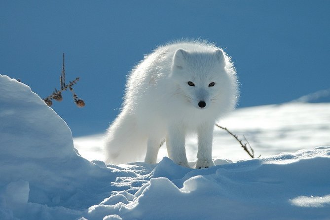 Ounasvaara and Ranua Zoo - Itinerary and Schedule