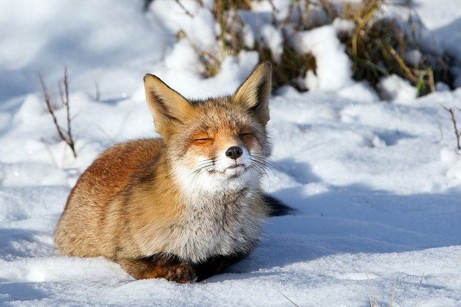 Ounasvaara and Ranua Zoo - Accessibility and Age Restrictions
