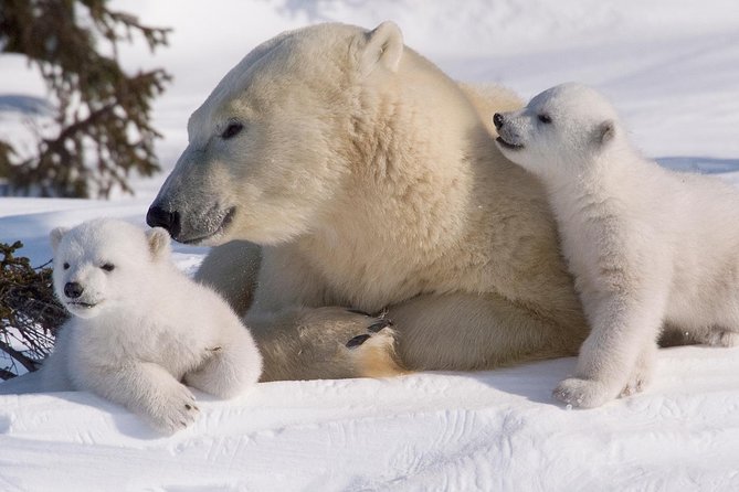 Ounasvaara and Ranua Zoo - Seasonal Variations