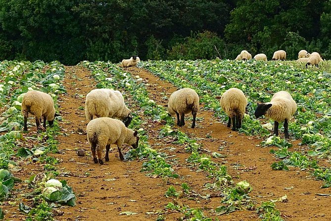 Our Famous North Cotswold Tour - Booking and Confirmation