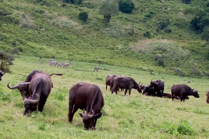 Our Top-best 3 Day Tanzania Joining Group Safari - Meeting and Pickup