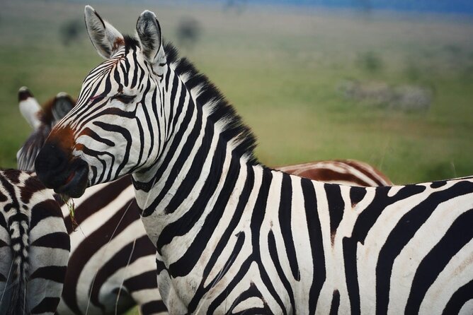 Our Top-best 3 Day Tanzania Joining Group Safari - Professional Guide and Transport