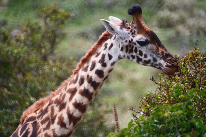 Our Top-best 3 Day Tanzania Joining Group Safari - Cancellation and Booking